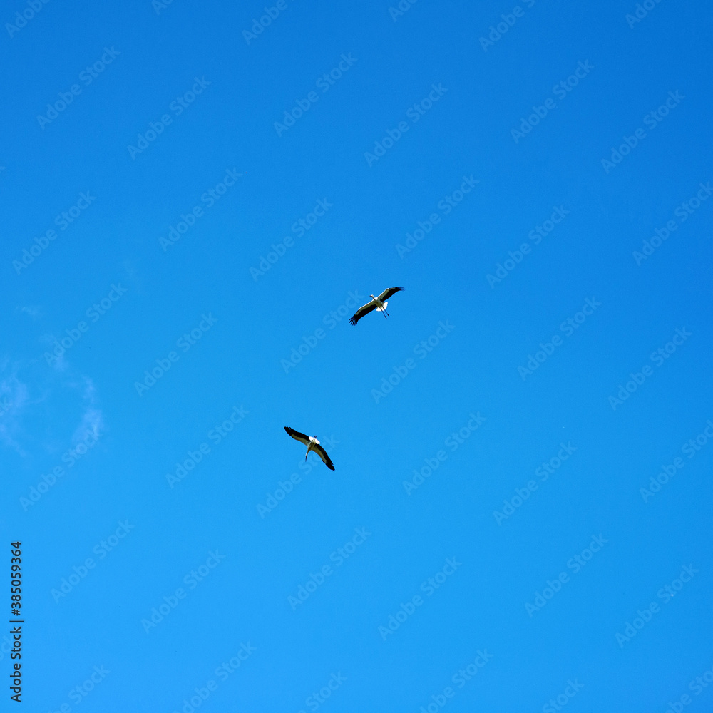 Two storks fly high in the blue sky. Flight of two big birds together. Valentine's day, symbol of love. Design template with copy space Two storks fly high in the blue sky. Flight of two big birds together. Valentine's day, symbol of love. Design template with copy space