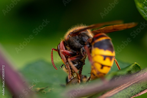 European hornet feeding on leaf 