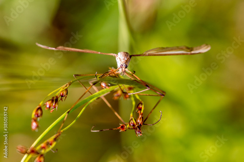 Crane Fly Portrait from above photo