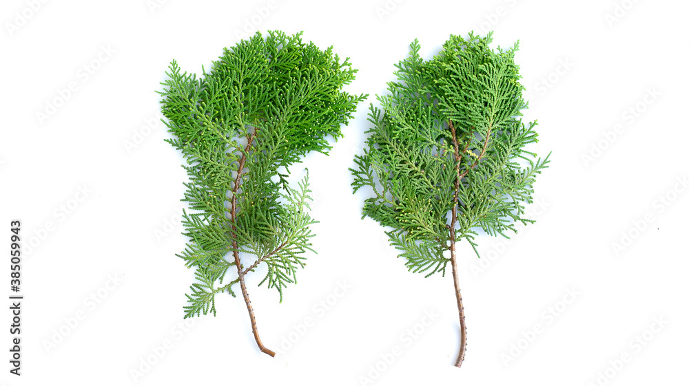 Naklejka premium Closeup of fresh green cedars cypress branches on white background.