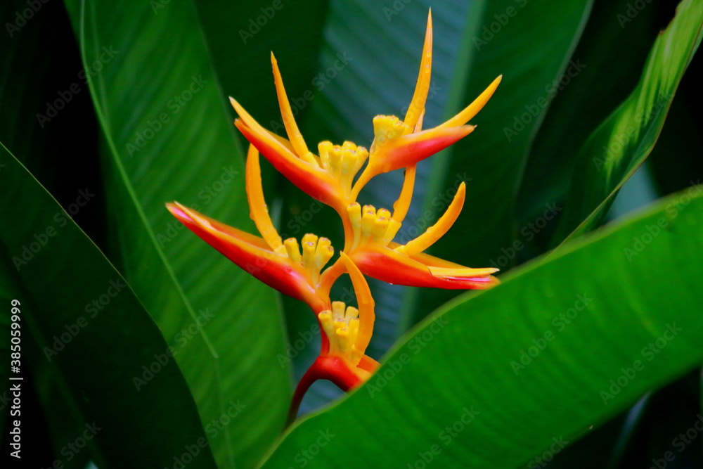 ํYellow Heliconia flowers is a genus of tropical plants.and green leaf background. ํYellow Heliconia flowers is a genus of tropical plants.and green leaf background.