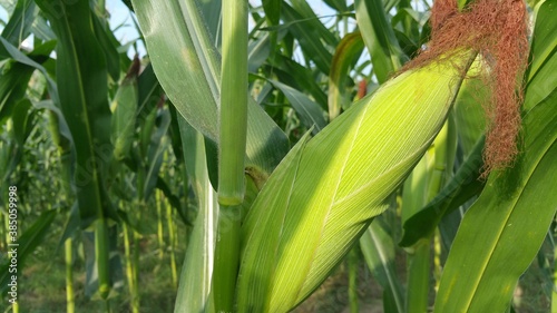 Young green corn that has grown and is ready to harvest in the green corn field in the garden near the residential area in the morning