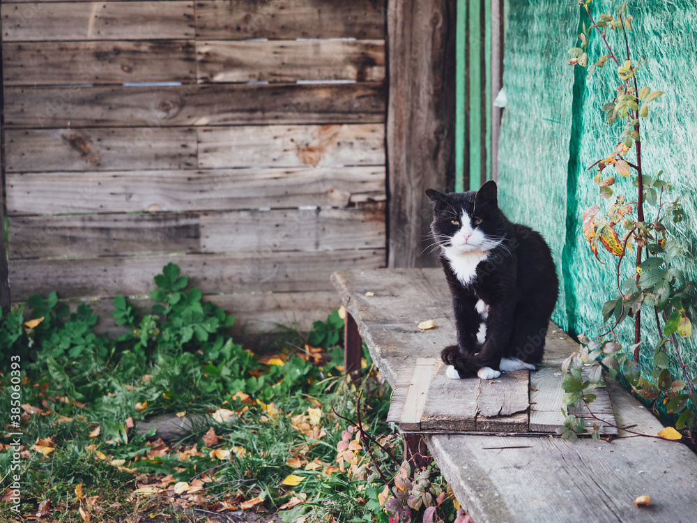 An old black and white cat sits on a bench in the village. Village in autumn, a stray cat sits on a wooden bench. Concept of poor village life