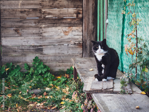An old black and white cat sits on a bench in the village. Village in autumn, a stray cat sits on a wooden bench. Concept of poor village life