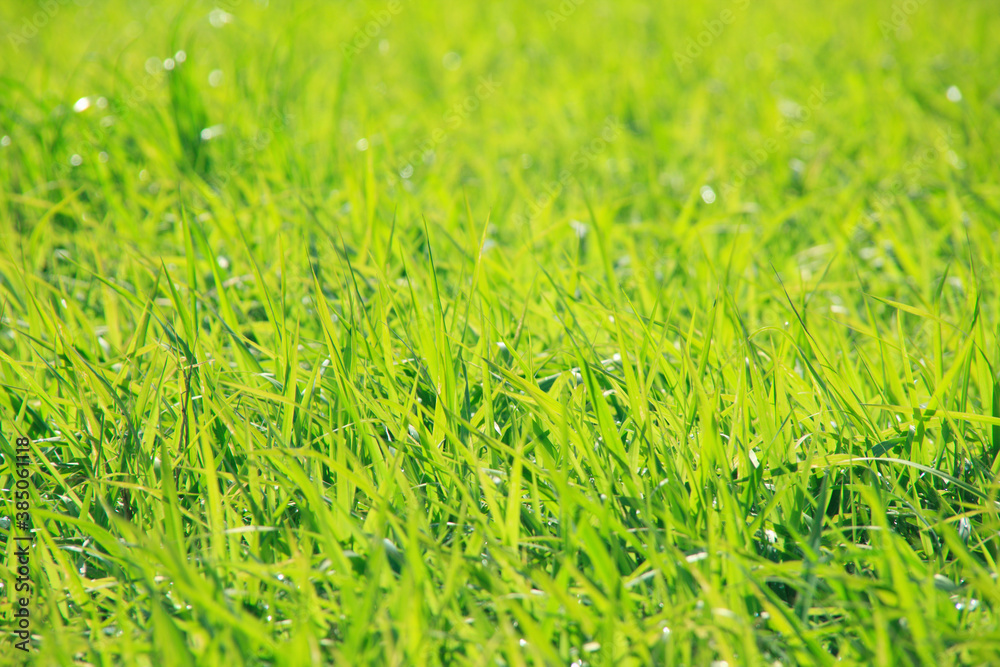 Fototapeta premium 蒜山高原の草原