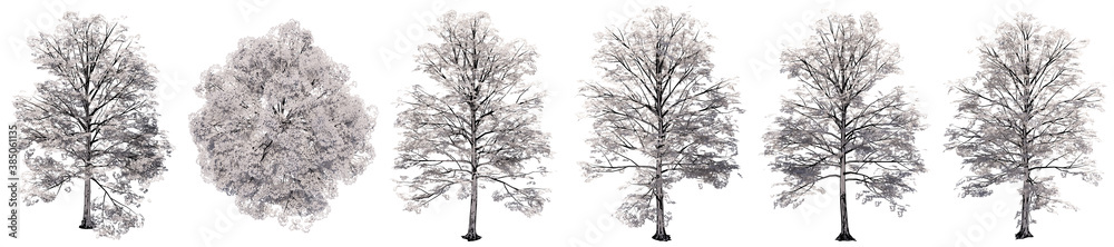 Fototapeta premium Set or collection of drawings of Elm trees isolated on white background . Concept or conceptual 3d illustration for nature, ecology and conservation, strength and endurance, force and life