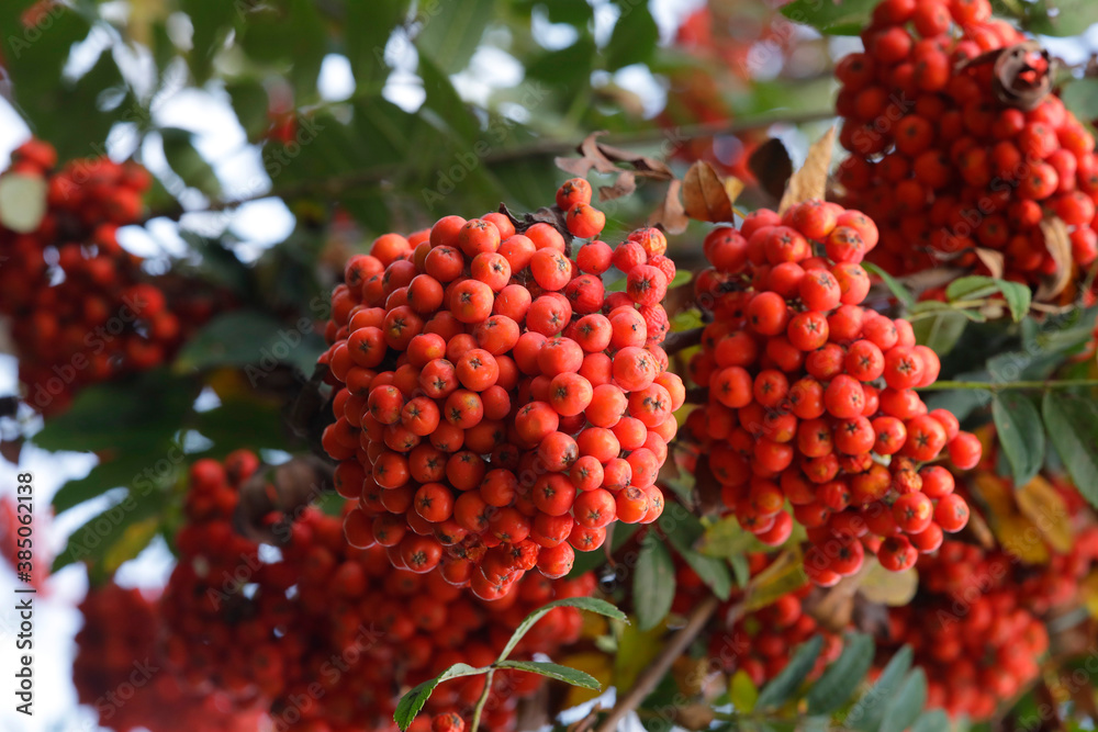 Vogelbeere oder Eberesche (Sorbus aucuparia) Pflanze mit roten Früchten am Baum, Heilpflanze