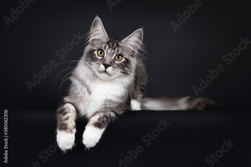 Handsome young Maine Coon cat, laying down facing front with paws hanging over edge. Looking towards camera with yellow eyes. Isolated on black background.
