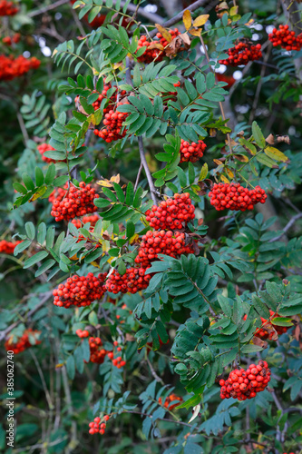 Vogelbeere oder Eberesche (Sorbus aucuparia) Pflanze mit roten Früchten am Baum, Heilpflanze © Aggi Schmid