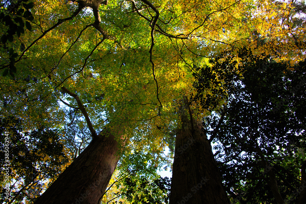 Obraz premium 三徳山の紅葉