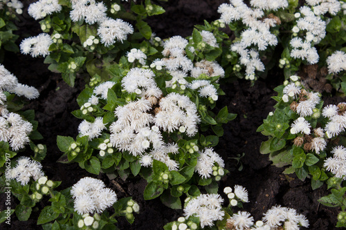 White Ageratum on a flower bed in the garden