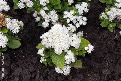 White Ageratum on a flower bed in the garden