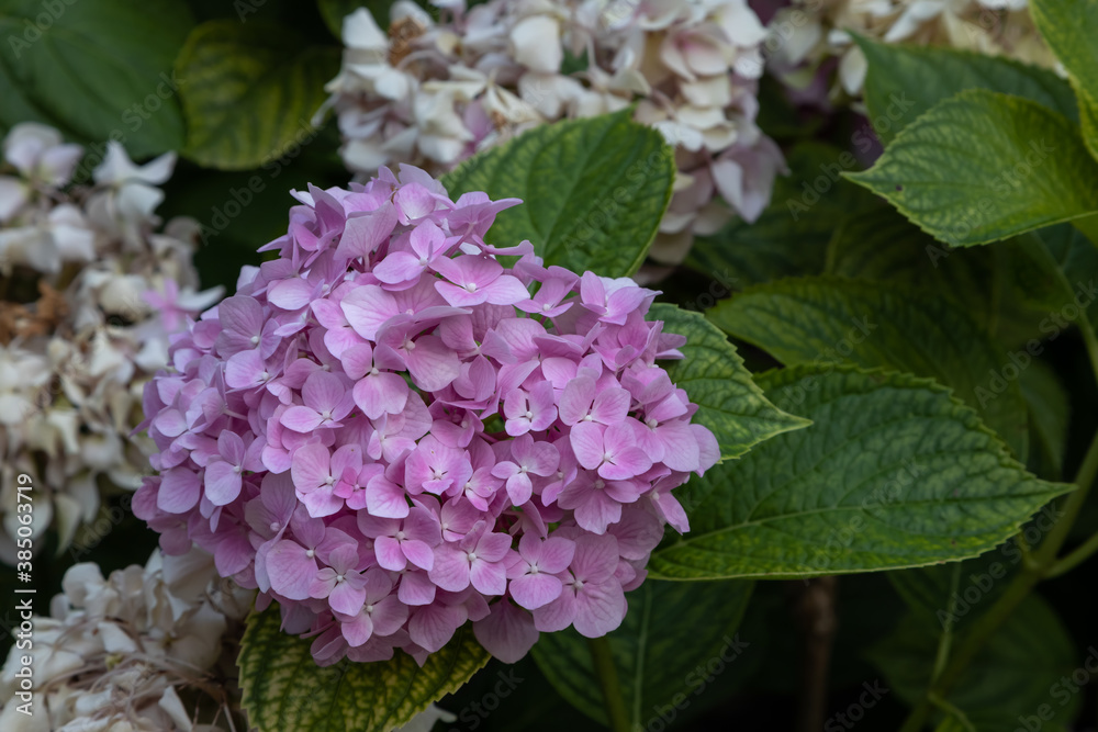 Rounded clusters of garden hydrangea flowers (Hydrangea Macrophylla, Endless summer). Close-up Purple Hydrangea or Hortensia flower on a green leaves background. Rounded clusters of garden hydrangea flowers (Hydrangea Macrophylla, Endless summer). Close-up Purple Hydrangea or Hortensia flower on a green leaves background.