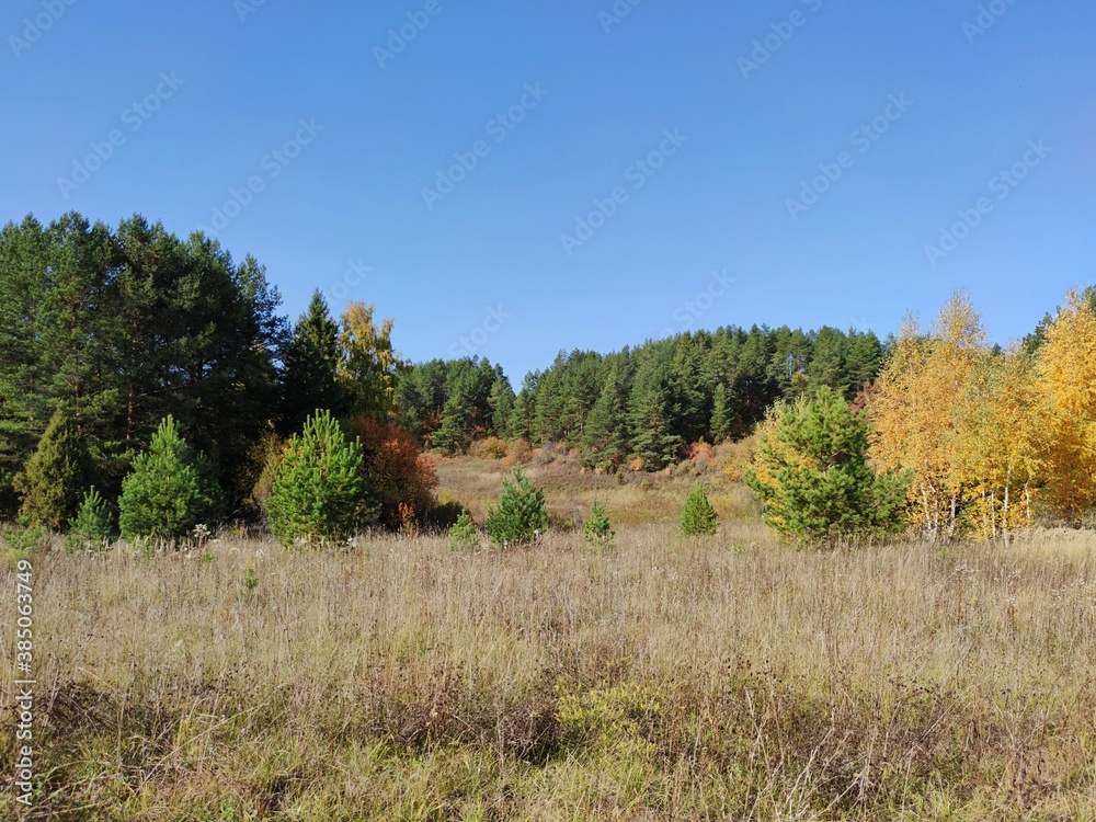autumn sunny landscape with trees against the blue sky