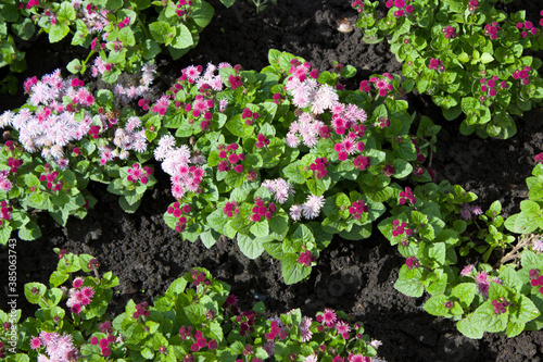 Blooming multicolored Ageratum on a flower bed in the garden