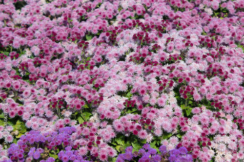 Blooming multicolored Ageratum on a flower bed in the garden