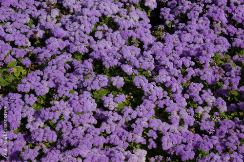 Blooming Ageratum mexicanum on a flower bed in the garden