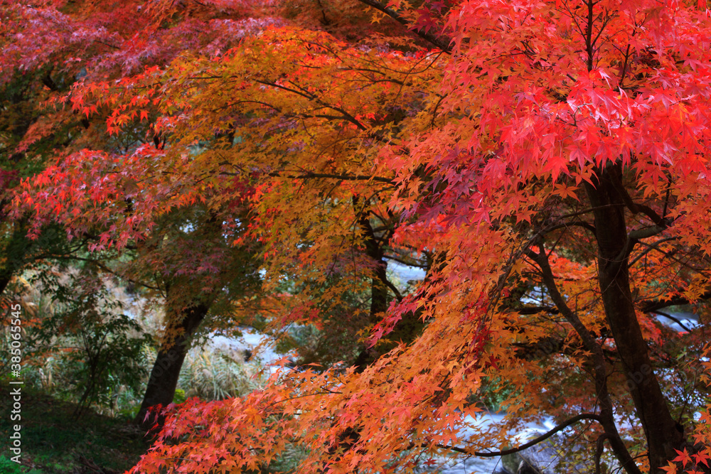 奥津渓谷の紅葉