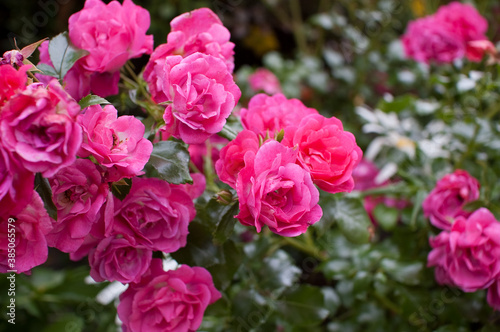 Rosa Floribunda 'Tickled Pink' Roses © Rich