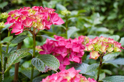 Hydrangea Macrophylla In Spring Bloom