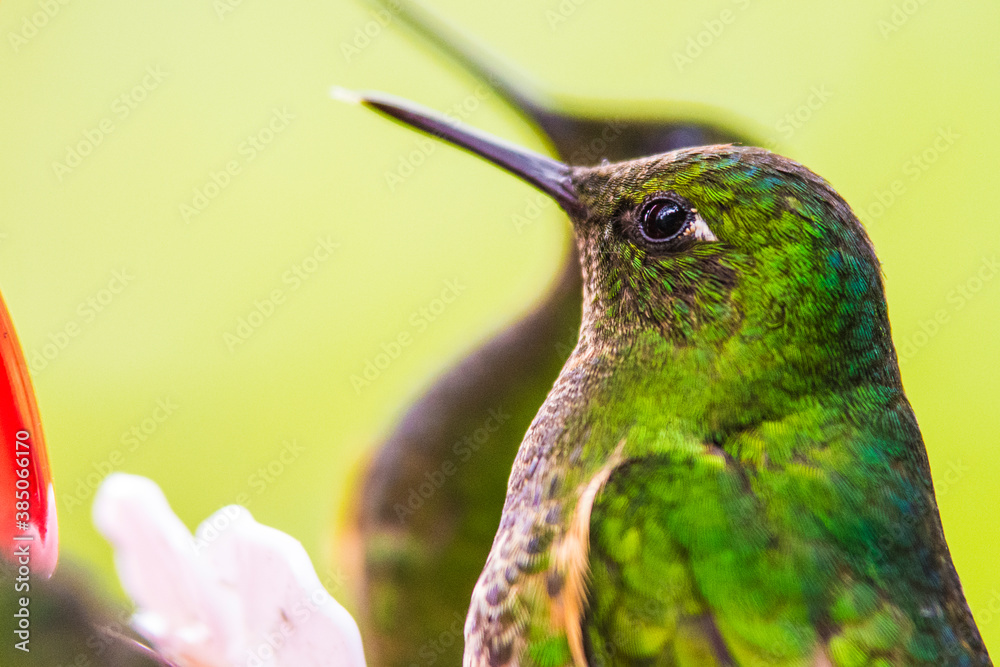 Obraz premium Humming bird at Salento, Colombia