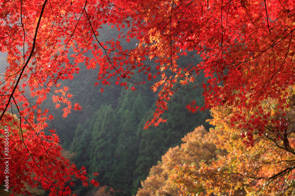 奥津渓谷の紅葉