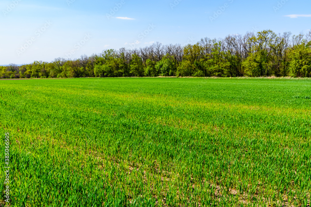 Fototapeta premium View on field with the young green wheat