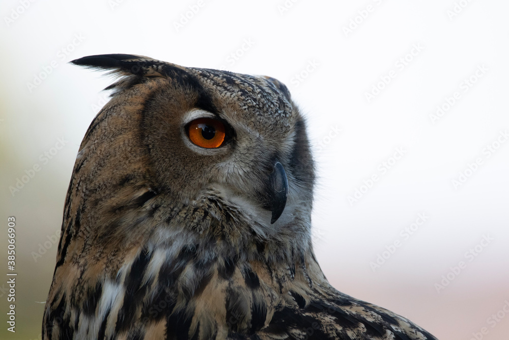 Fototapeta premium great horned owl