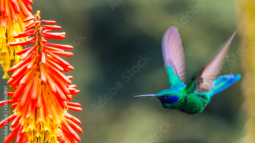 Fotografie Humming bird at Salento, Colombia