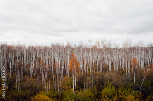 Beautiful autumn forest landscape in cloudy weather 