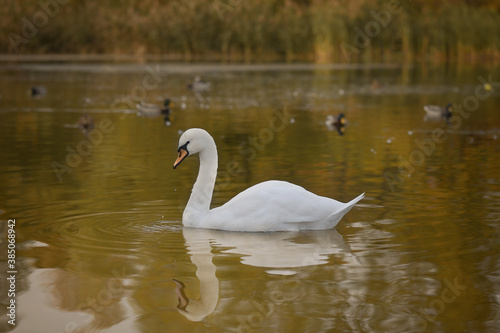 Majestic white swan on the autumn pond