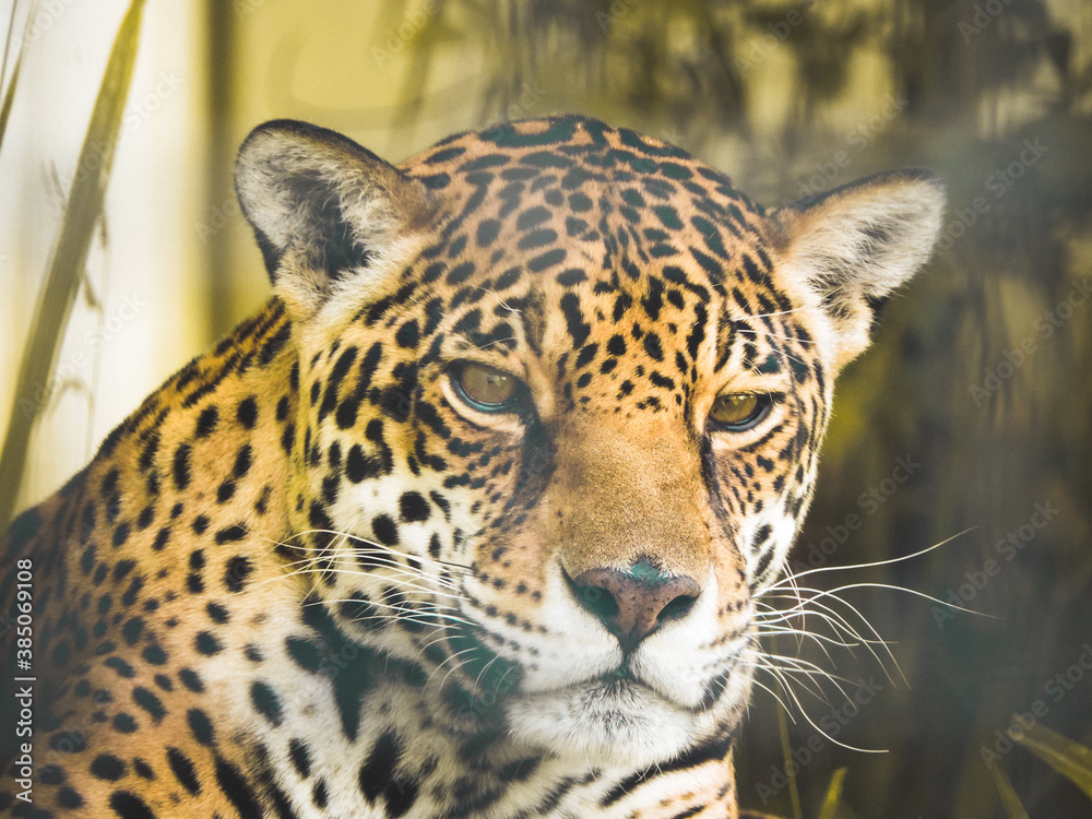 close up of a jaguar close up of a jaguar
