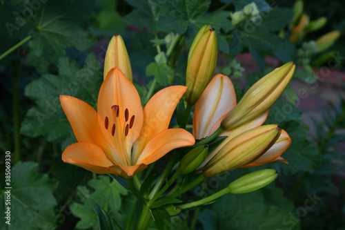 Lily flower and buds close-up on a blurry green background of garden plants. The flower is a bright orange-peach color. The pistil and stamens with pollen.