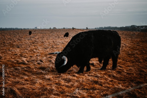 horses and cows