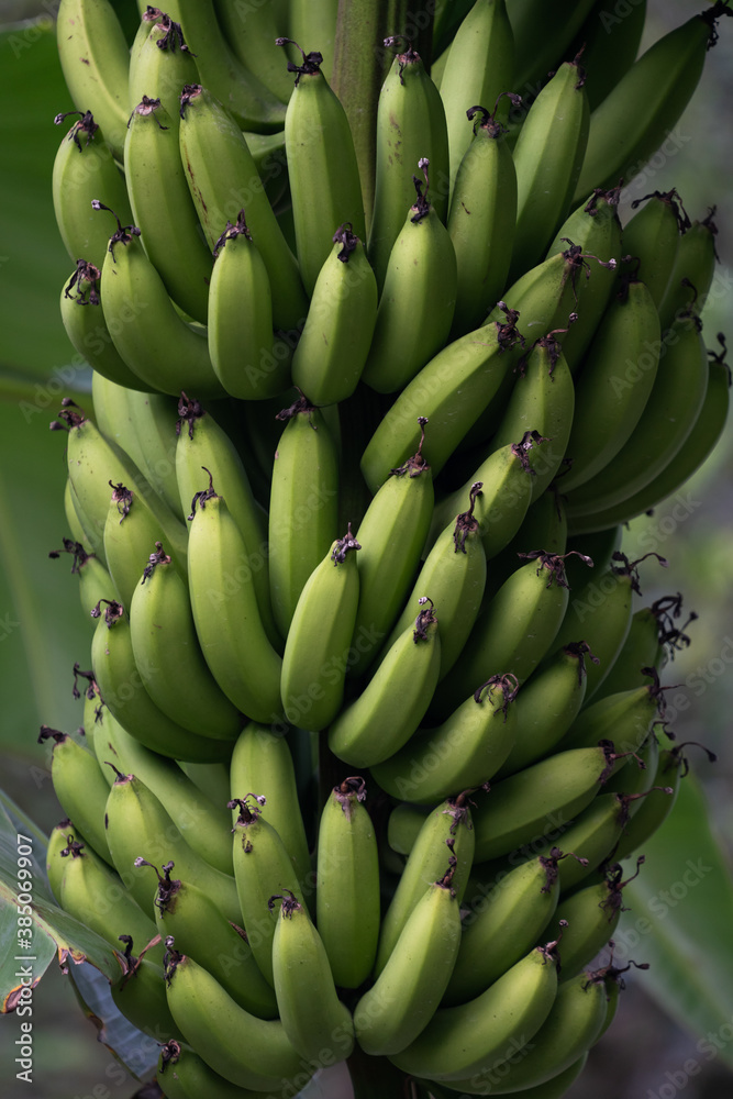 young green banana fruit on tree in orchard young green banana fruit on tree in orchard