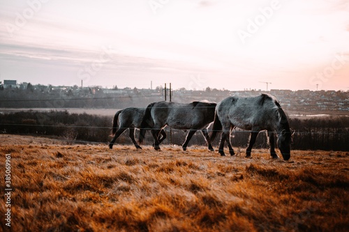 horses and cows