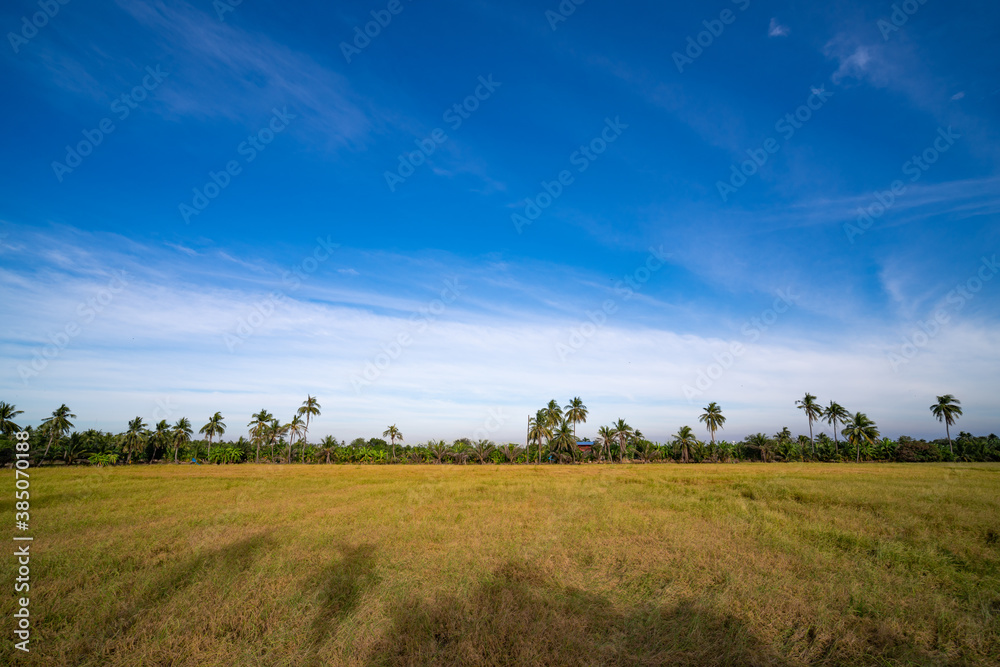 golden pic field on blue sky in Thailand
