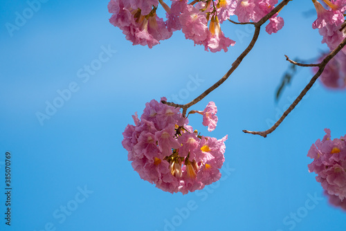 Pink tabebuya flower blossom on blue sky photo