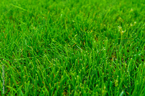 Background of the green grass. Eco concept. Selective focus © ihorbondarenko