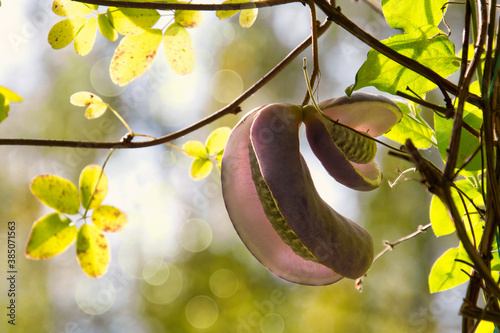 Akebia quinata fruit on the branch photo