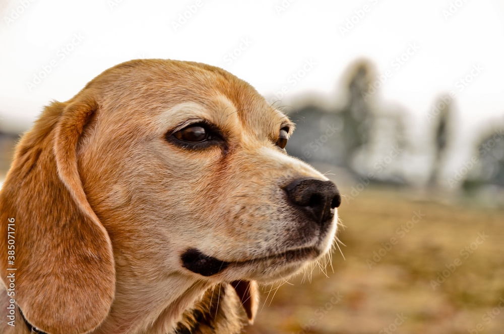 Portrait of a beautiful old Beagle dog, with floppy ears in the wind Portrait of a beautiful old Beagle dog, with floppy ears in the wind