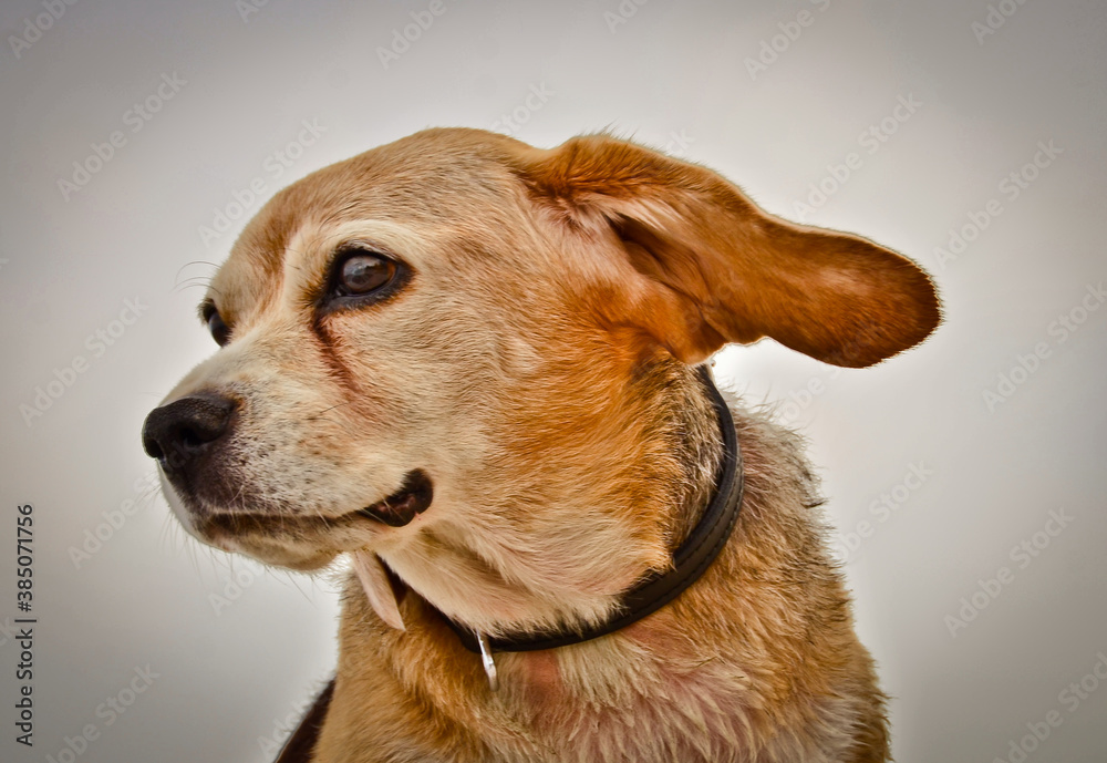 Portrait of a beautiful old Beagle dog, with floppy ears in the wind