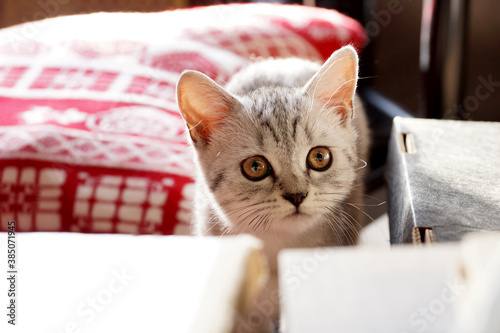 Kitten of the British breed of a gray color