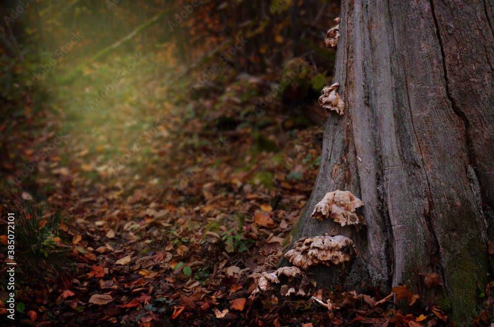 Old dead tree with tinder fungi in autumn forest. Fallen leaves on the ground. Fall landscape Old dead tree with tinder fungi in autumn forest. Fallen leaves on the ground. Fall landscape