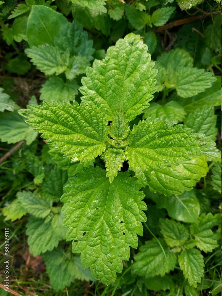 Brennnesselblüte Brennnesselblüte