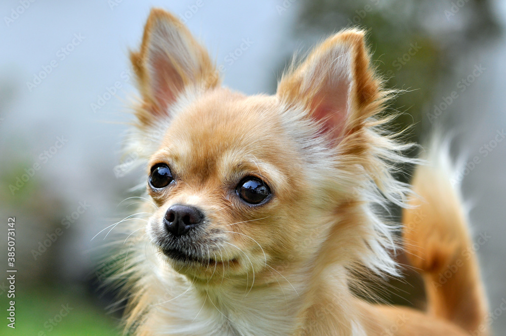 Chihuahua Chihuahua