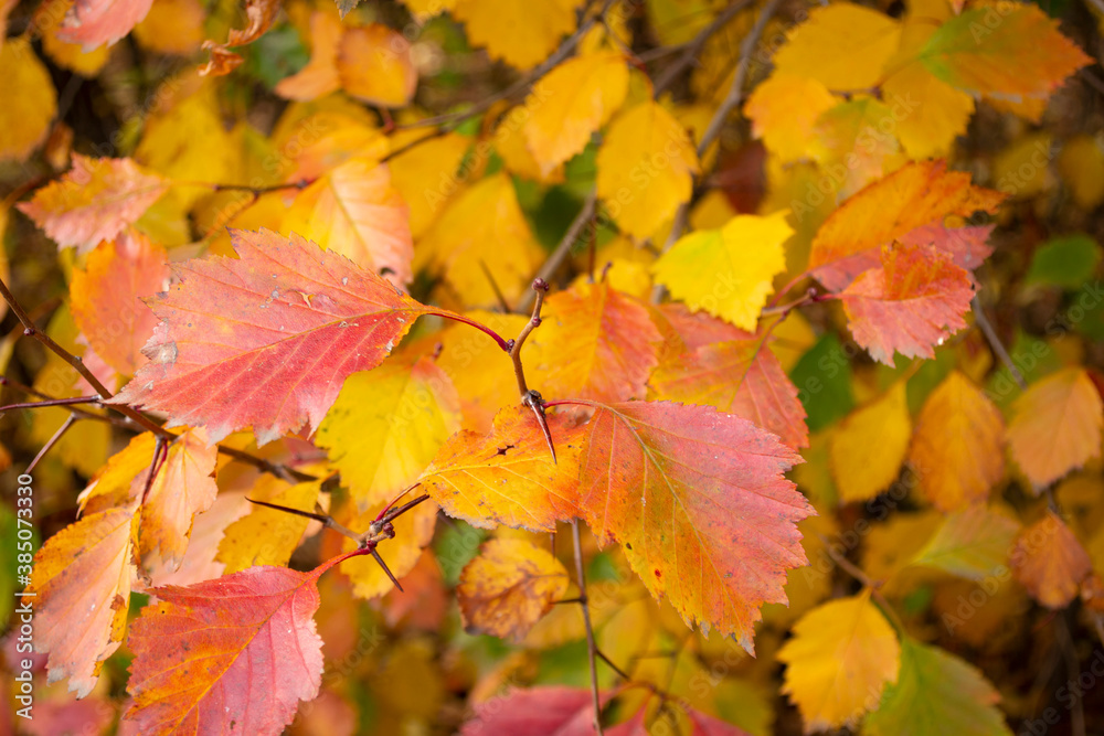 Beautiful colorful autumn leaves. Beautiful colorful autumn leaves.