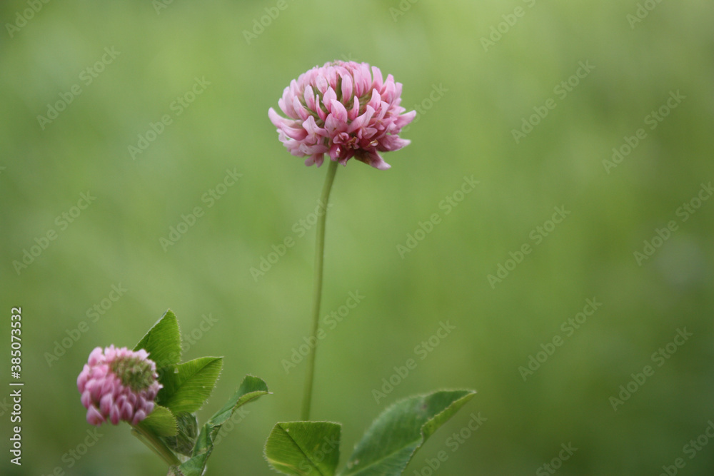 pink flower on grass pink flower on grass