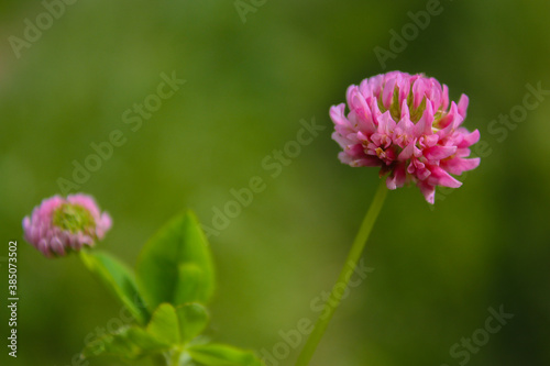 pink flower of a clover