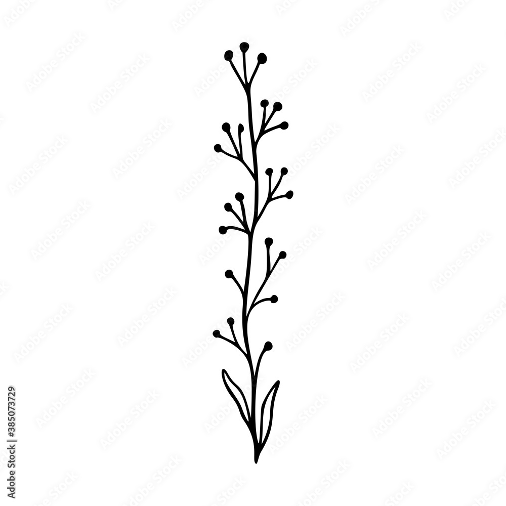 Fototapeta premium Wildflower outline hand drawn element. Herbs doodle botanical icon. Herbal and meadow plant, grass.